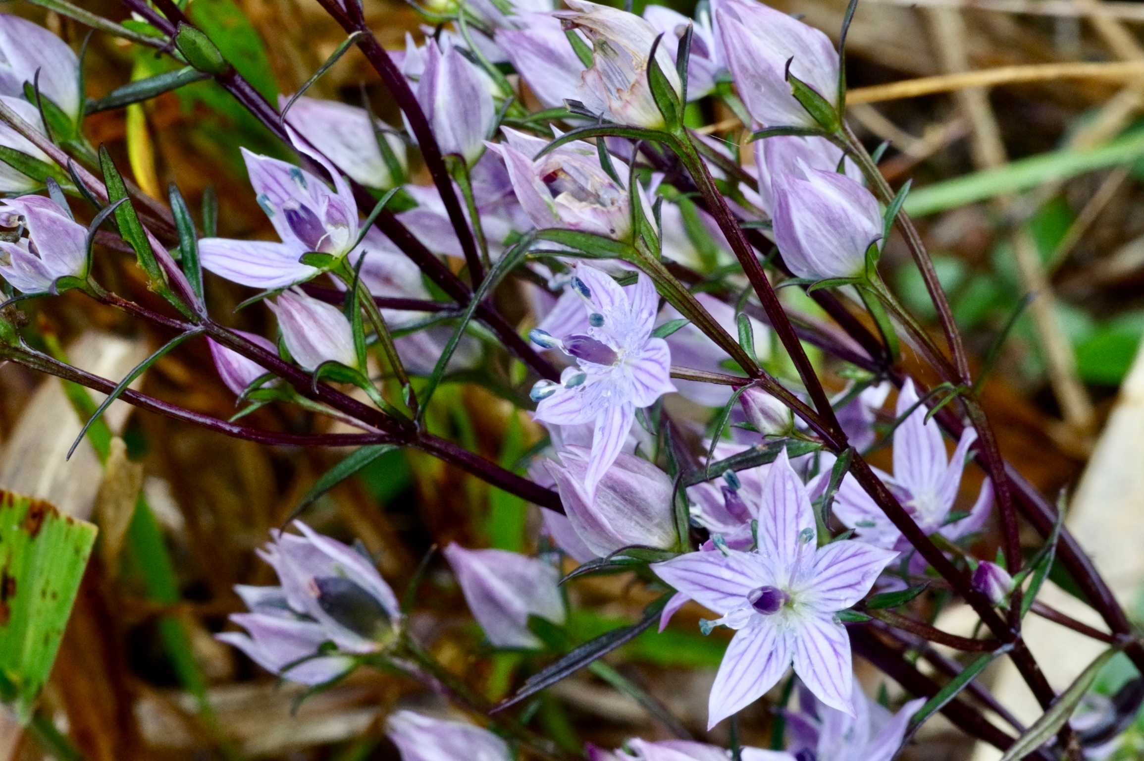 ムラサキセンブリが咲く山｜🍀GreenSnap（グリーンスナップ）