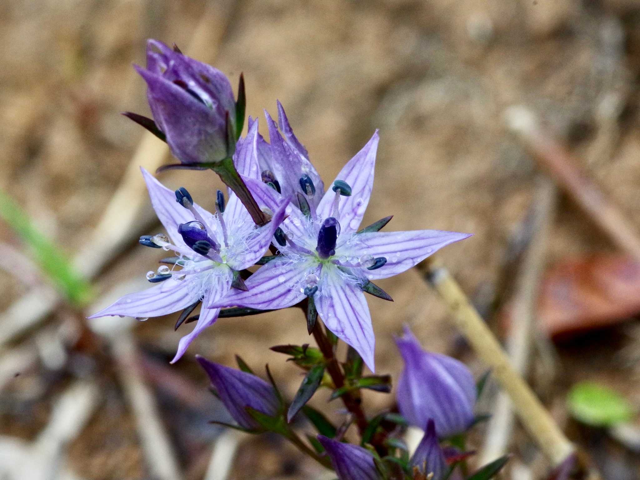 ムラサキセンブリが咲く山｜🍀GreenSnap（グリーンスナップ）