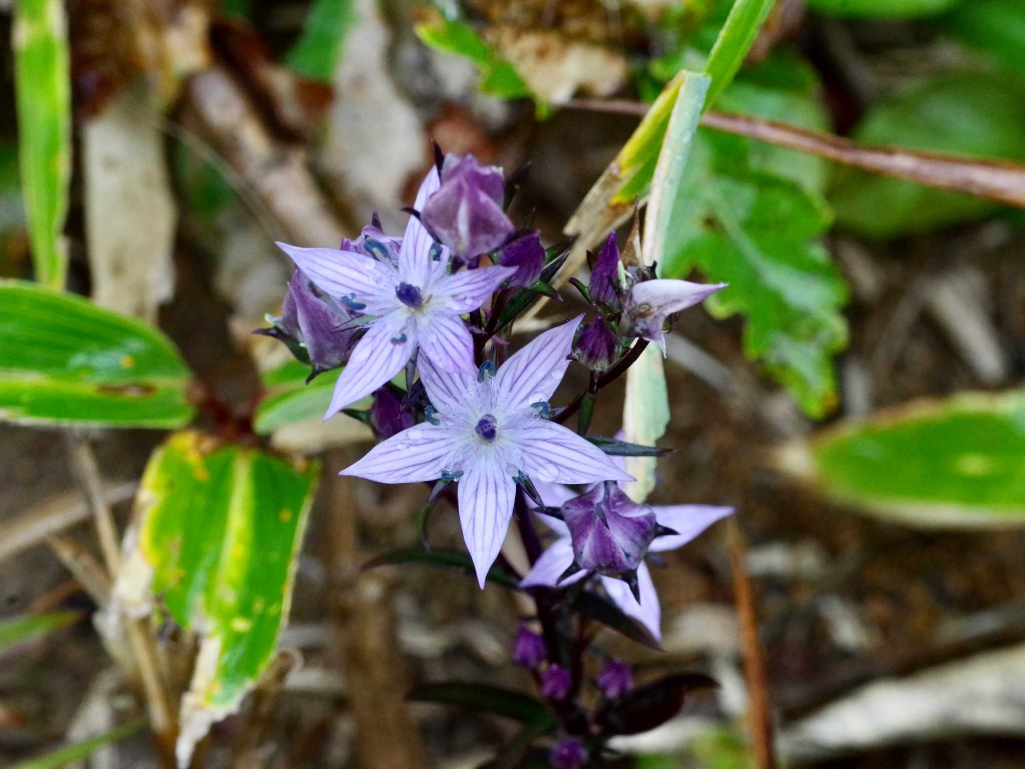 ムラサキセンブリが咲く山｜🍀GreenSnap（グリーンスナップ）