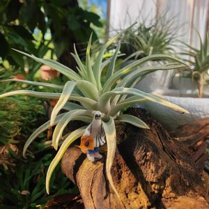 エアープランツ,チランジア,ハリシー,エアプランツ,観葉植物の画像