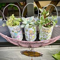 ブロウメアナ,淡雪,サルメントーサ,多肉植物,リメ缶の画像