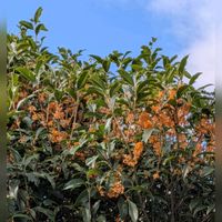 キンモクセイ,ミセバヤ,ハロウィン,イングリッシュガーデン,ハロウィンかぼちゃの画像