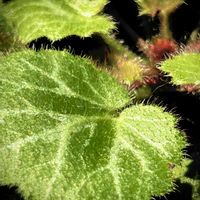 ユキノシタ,日向ぼっこの画像