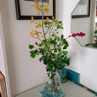 観葉植物,切り花,一輪挿し,花瓶,花束の画像