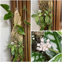 チランジア　ストリクタ,ピレア,アンスリウム・アンドレアナム,リビング・ダイニングの画像