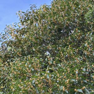 キンモクセイ,日本庭園,今日のお花,福岡市,友泉亭公園の画像