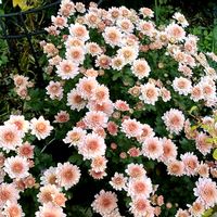 ブルーデージー,ブルーデージー,クリサンセマム,クリサンセマム,チョコレートコスモスの画像