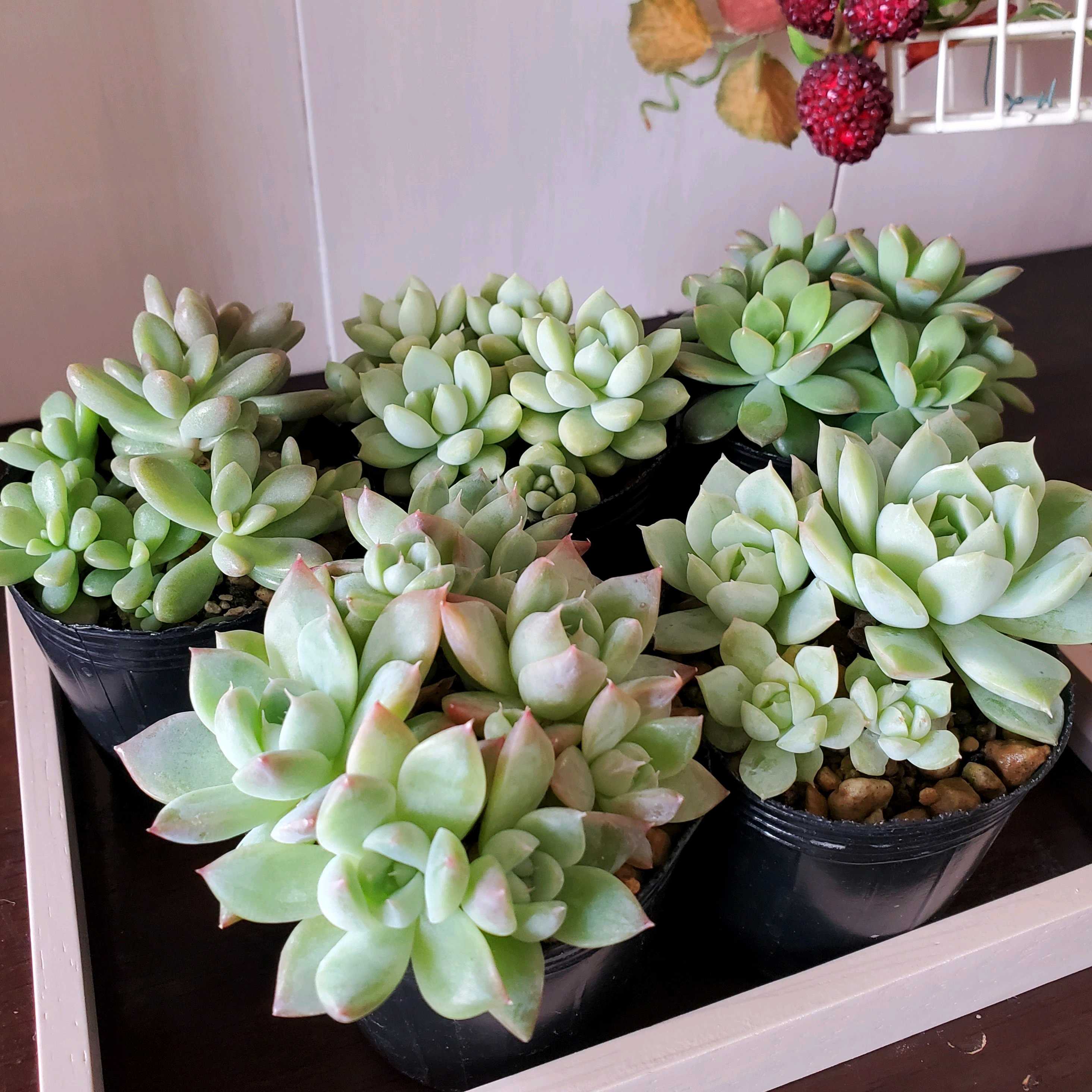 アルバビューティーの一覧｜🍀GreenSnap（グリーンスナップ）