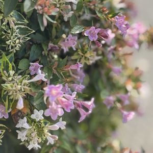 アベリア,斑入りアベリア,かわいいな♡,花のある暮らし,お花が好き♡の画像