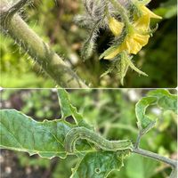 トマト,飛んできたのかな♡小鳥のオトシモノかな♡( 種 )の画像