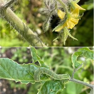 トマト,飛んできたのかな♡小鳥のオトシモノかな♡( 種 )の画像