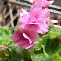 セントポーリア,セントポーリア,リビング・ダイニングの画像