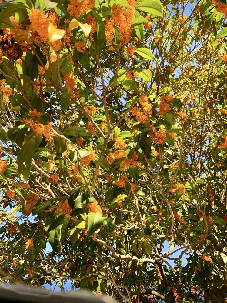 シゲルさんの港の見える丘公園への投稿