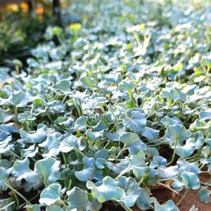 リーフ好き☘.۰•゜,地植え,かわいいな♡,すてき…♡,自己流ガーデニングの画像