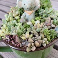 多肉大好き,多肉植物のある暮らし,ちまちま寄せ,小さな庭の画像