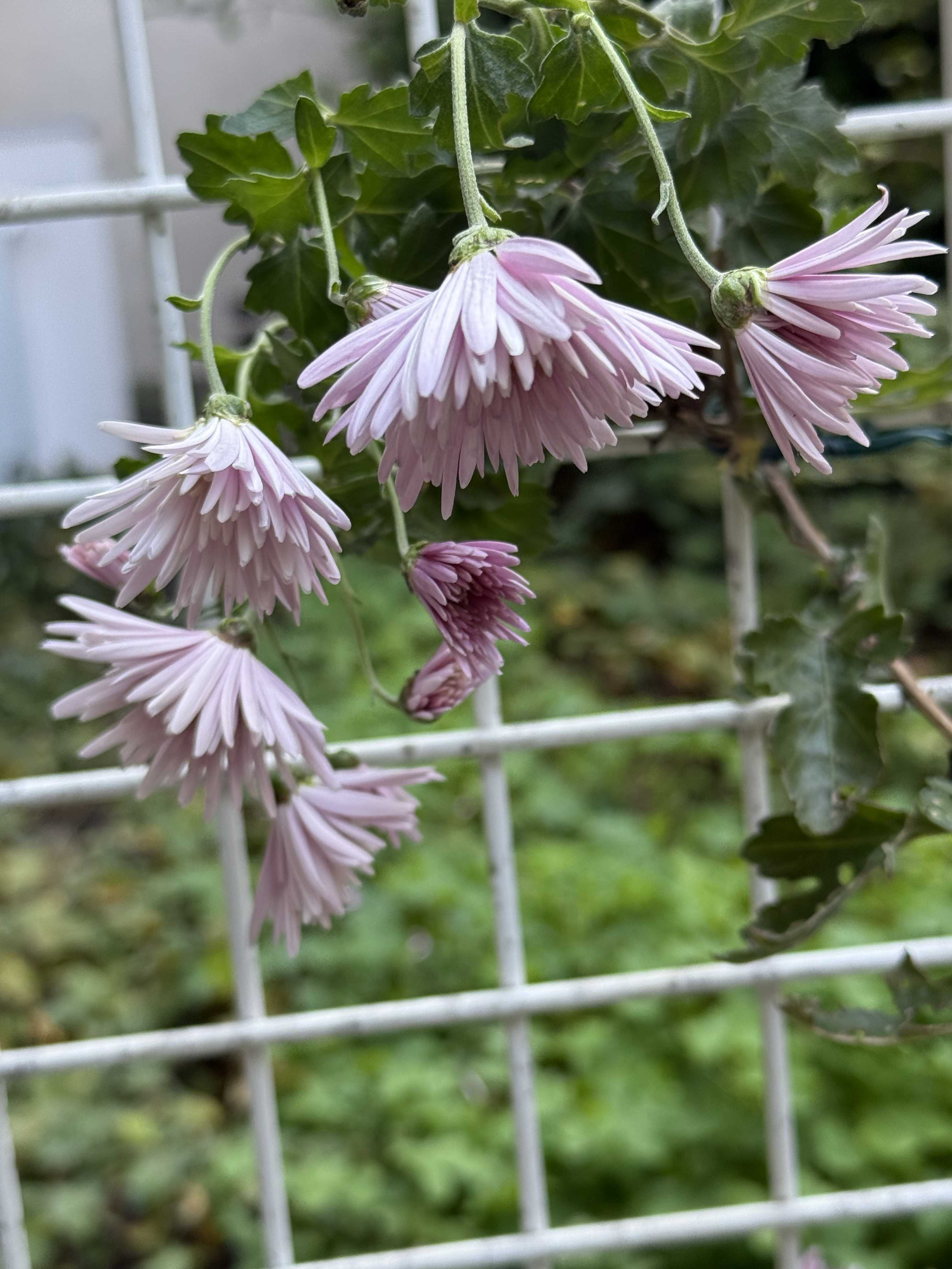 スズランの投稿画像一覧｜🍀GreenSnap（グリーンスナップ）