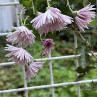 スズラン,♡もってのほか,♡庭の子達,♡スズラン,♡バラ　万葉の画像