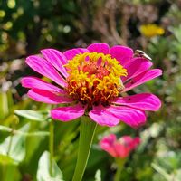 コスモス,コスモス,ジニア（百日草）,ジニア（百日草）,善通寺五重塔の画像