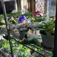 セントポーリアの画像