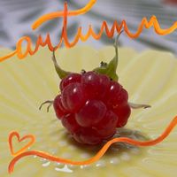 ラズベリーの画像