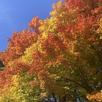 モミジ,カエデ,ドイツトウヒ,ブナ,紅葉（こうよう）の画像