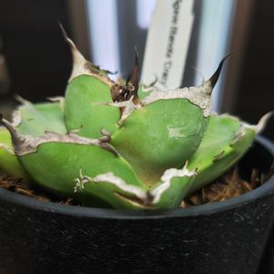 アガベ,アガベ チタノタ,アガベ チタノタ クレイジー,多肉植物,観葉植物の画像