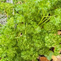 パセリ,庭の画像
