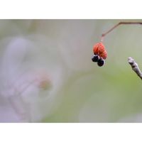 サンショウ,広い庭の画像