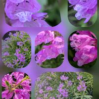 アジサイ,クレマチス,ハナトラノオ,ノリウツギの画像