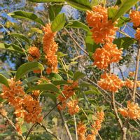 キンモクセイ,金木犀,庭木,感謝,手作りの庭の画像