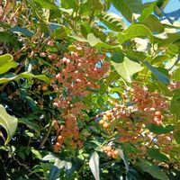 ナンテン,イチジク,マユミ・実,マユミ・実,マユミ・実の画像