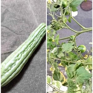 ゴーヤ,トマトの画像