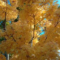 ポインセチア,モミジ,ルクリア,GSアダルトチームの画像