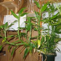 ミリオンバンブー,ドラセナ・サンデリアーナ,富貴竹,観葉植物,癒しの画像