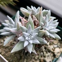 グリーニー,ダドレア グリーニー,多肉植物,ダドレア,多肉多肉多肉の画像