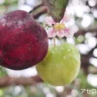 アセロラ,西島園芸団地の画像