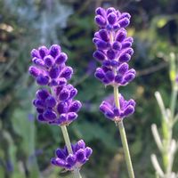 ラベンダー,お出かけ先にて,今日の出来事の画像