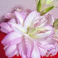 ユリ,ユリの画像