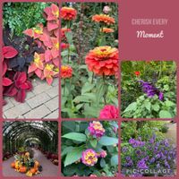 コリウス,ジニア,ランタナ,プリンセス.アレキサンドラ.オブ.ケント,イーハトーブの香の画像