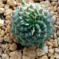 オベサ,ユーフォルビア 鉄甲丸,ユーフォルビア・オベサ鉄甲,ユーフォルビアの画像