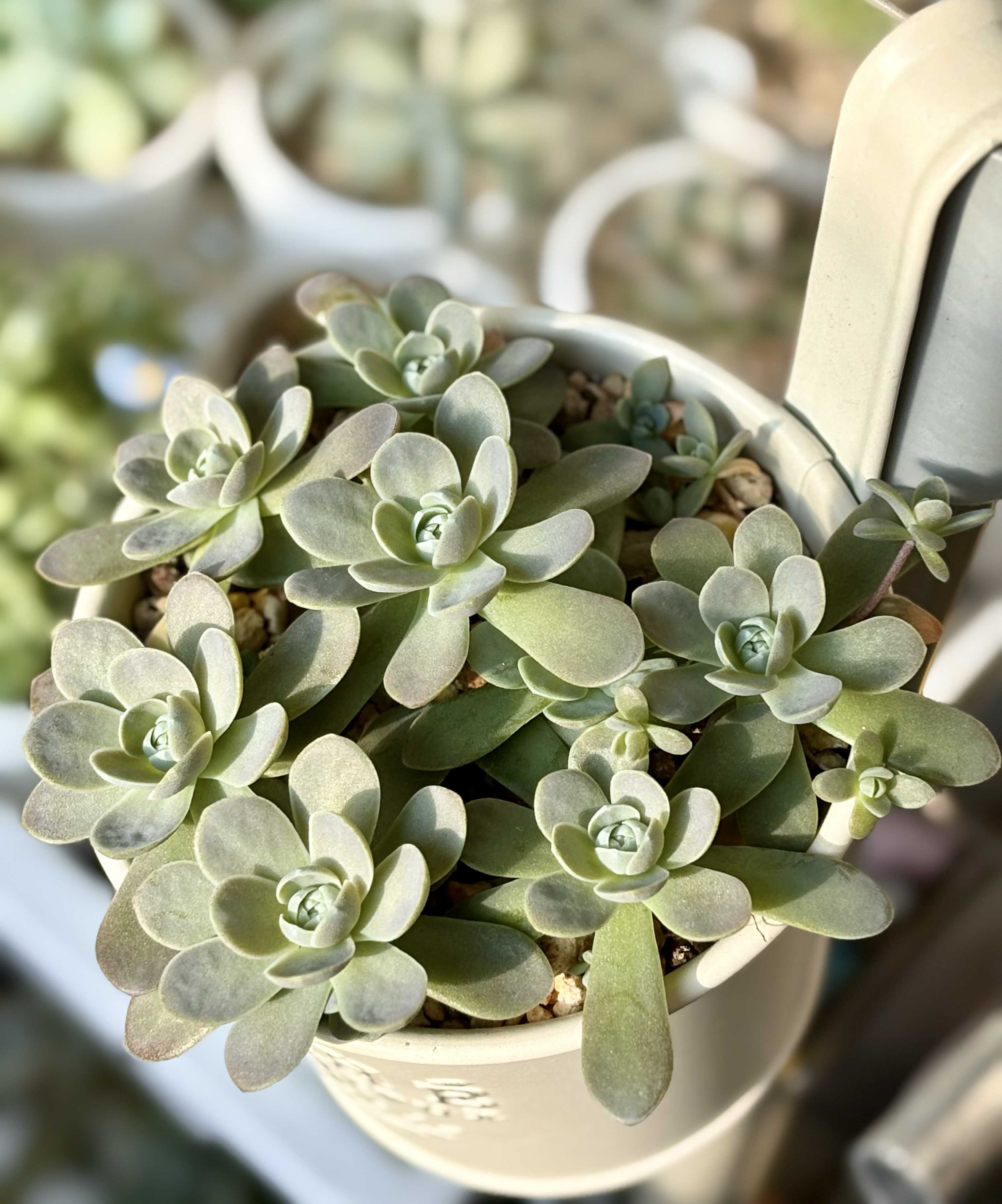 ✳︎多肉さん夏休み中✳︎ 子持ち蓮華　増殖中‼︎ 育てやすいです。 大増殖中！！子持ち蓮華さんたち | ブログ版Olive&SucculentGarden