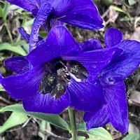 デルフィニウム,デルフィニウム,癒し,パープル,紫色の花の画像