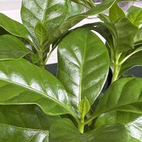 コーヒーの木,観葉植物,グリーン,新芽,光沢のある葉の画像