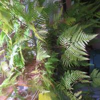 タカワラビ,キンモウコウ,ジオ・ゴールデン・ボバイン,観葉植物,癒しの画像