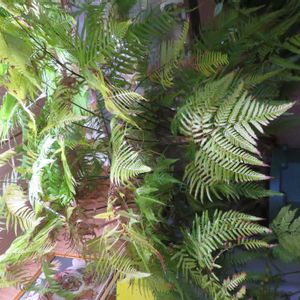 タカワラビ,キンモウコウ,ジオ・ゴールデン・ボバイン,観葉植物,癒しの画像