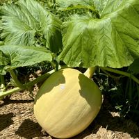 かぼちゃ,オオビョウタン,黄色い花,夏野菜,今日のお花の画像
