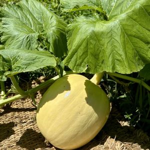 かぼちゃ,オオビョウタン,黄色い花,夏野菜,今日のお花の画像