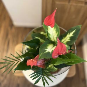 テーブルヤシ,クリプタンサス,ディフェンバキア,ポトスゴールデン,アンスリウム　あまねの画像