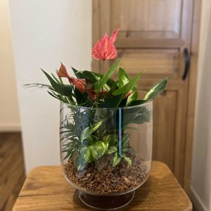 テーブルヤシ,クリプタンサス,ディフェンバキア,ポトスゴールデン,アンスリウム　あまねの画像