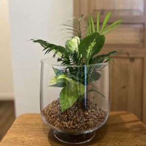 テーブルヤシ,ポトスライム,ディフェンバキア,寄せ植え,観葉植物の画像